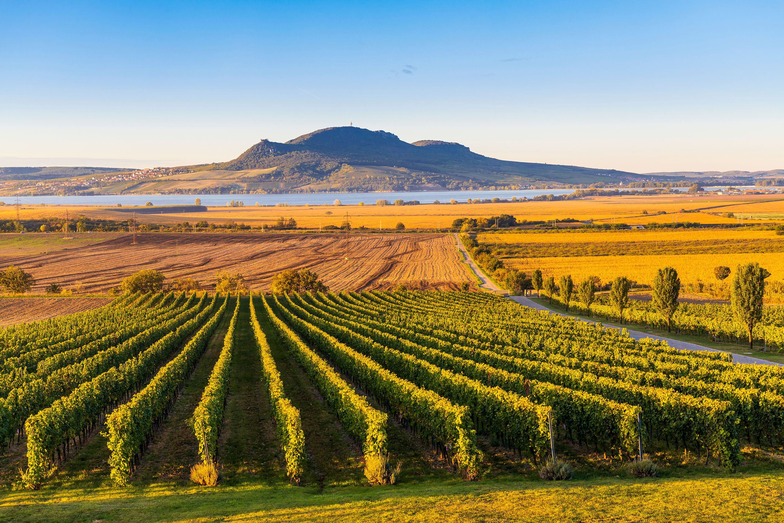 Vineyard rows stretch toward a distant hill under a clear blue sky at golden hour, with a calm lake in the middle ground.